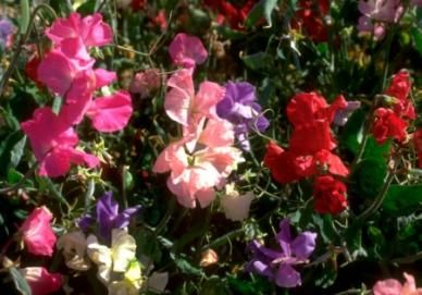 Karışık Renkli Sweety Bezelye Çiçeği Tohumu(20 tohum)