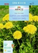 Miracle Geleneksel Şifalı Karahindiba Tohumu (250 tohum)