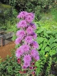 Lilac Liatris Çiçeği Tohumu(40 tohum)