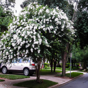 Lagerstromia İndica Beyaz Renkli Oya Ağacı Fidanı (5-15 cm)