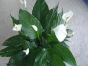 Spathıphyllum Barış(Yelken Çiçeği) Çiçeği Tohumu(10 tohum)