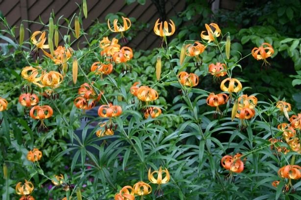 Özel Lily Zambak Çiçeği Tohumu(10 tohum)