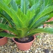 Japon Palmiyesi Sikas Cycas Fidanı Saksıda (40-70 cm)