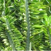 Dikensiz Euphorbia Neriifolia Kaktüs (5.5 Luk Saksıda)