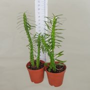 Dikensiz Euphorbia Neriifolia Kaktüs (5.5 Luk Saksıda)