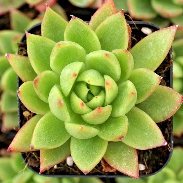 Güzellile Kraliçesi Echeveria Agavoides Sukulent (5.5 Luk Saksıda)