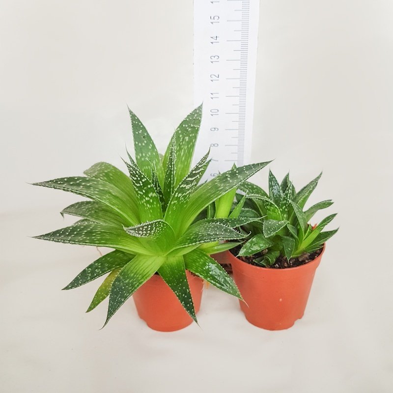 Aloe XY Paradise Love Sukulent (5.5 Luk Saksıda)