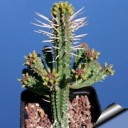 Euphorbia Mammillaris Kaktüs (5.5 Luk Saksıda)