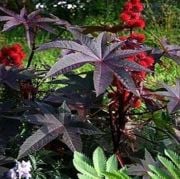 Kırmızı Kene(Castor Bean) Çiçeği Mini Saksıda