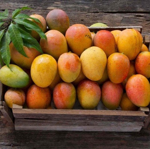 Tüplü Aşılı Mango Fidanı (Meyve Verme Durumunda)