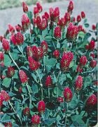 Kırmızı Aşk Trifolium Çiçeği Fidesi (5 adet)