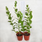 Kalanchoe Marnieriana Sukulent Kırmızı Çiçekli (5.5 Luk Saksıda)