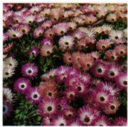 Karışık Renkli Buz Çiçeği Tohumu (40 tohum)