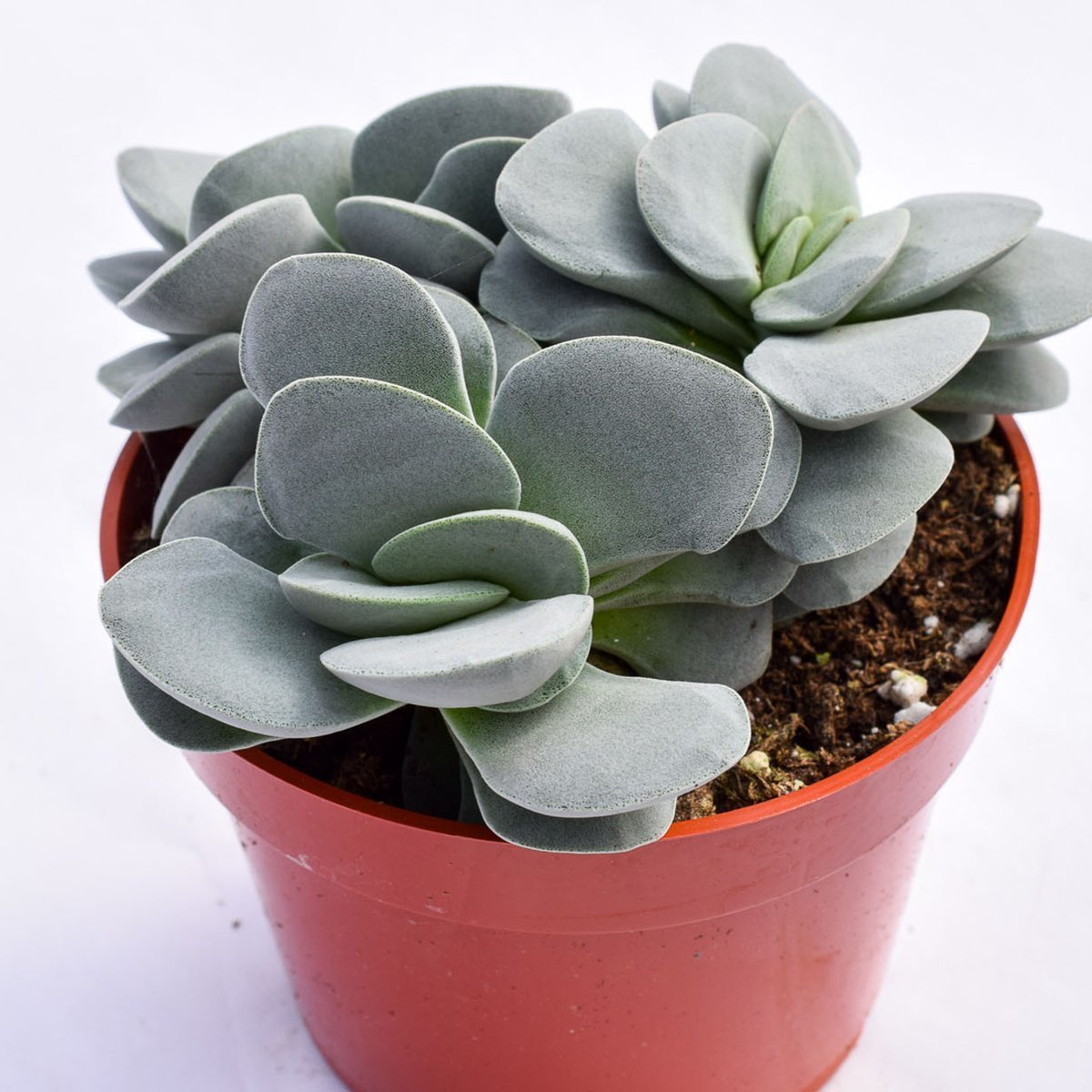 Crassula Morgans Sukulent (5.5 Luk Saksıda)