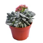 Crassula Morgans Sukulent (5.5 Luk Saksıda)