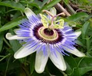 Mavi Passion(Çarkıfelek) Çiçeği Tohumu (5 tohum)
