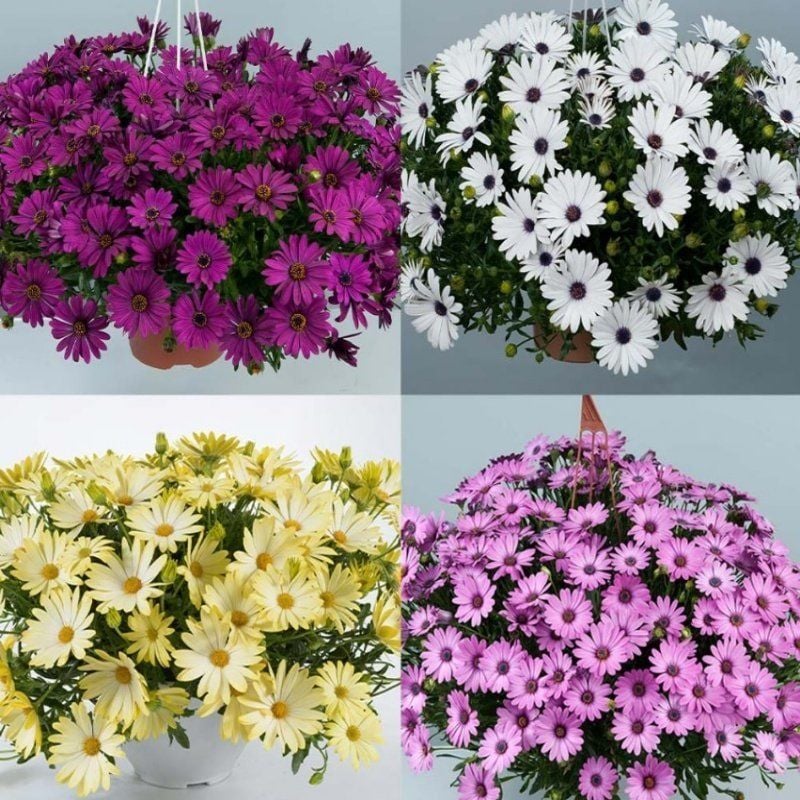 Erato Mixed Bodrum Papatyası Çiçeği Fidesi (4 adet)