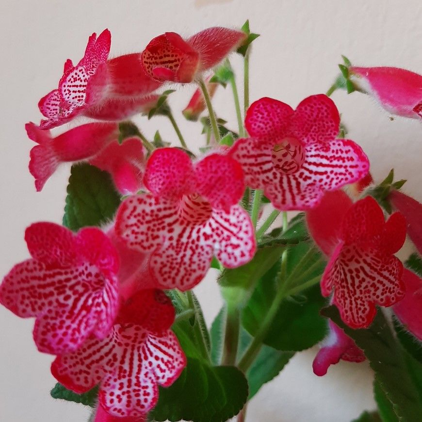 Koleksiyonluk Manchu Kohleria Japon Küpelisi Çiçeği Fidesi (Mini Saksıda)