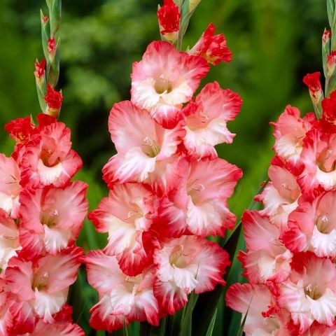 Gladiolus Pink Lady Glayör Çiçeği Soğanı (4 adet)