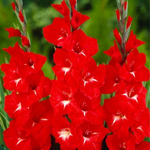 Gladiolus Traderhorn Glayör Çiçeği Soğanı (4 adet)