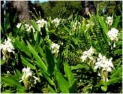 HEDYCHIUM coronarium White Ginger Tohumu(5 adet)