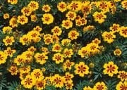 Sarı Kırmızı Tagetes Çiçeği Fidesi (5 adet)