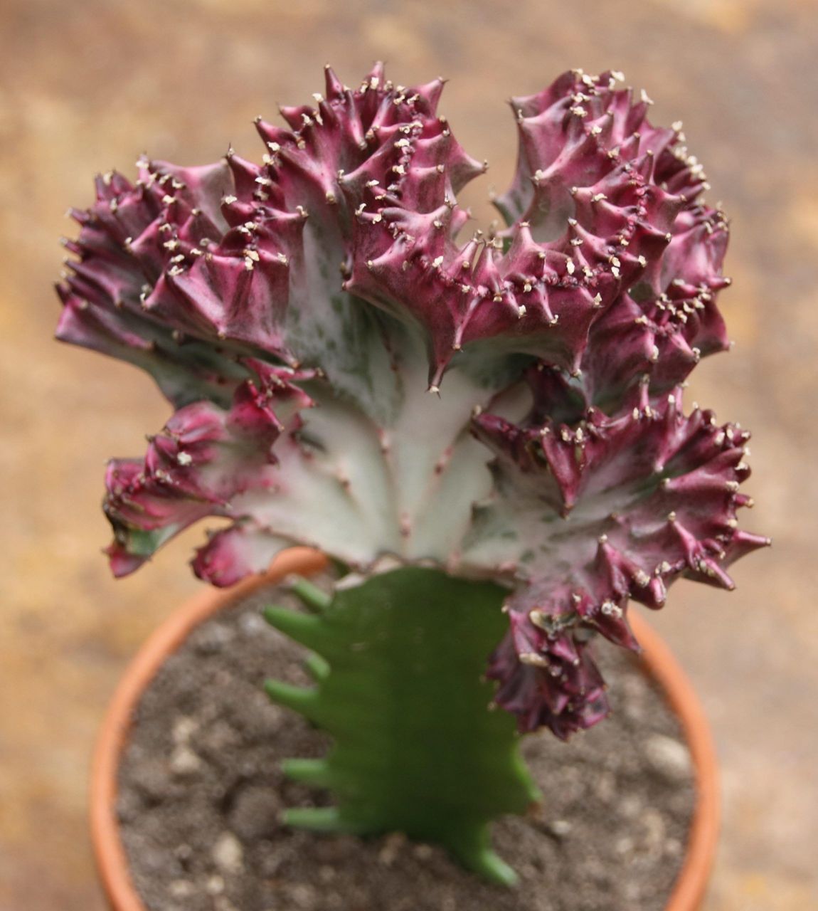 Özel Üretim Aşılı Euphorbia Lactea Variegata Cristata Kaktüs