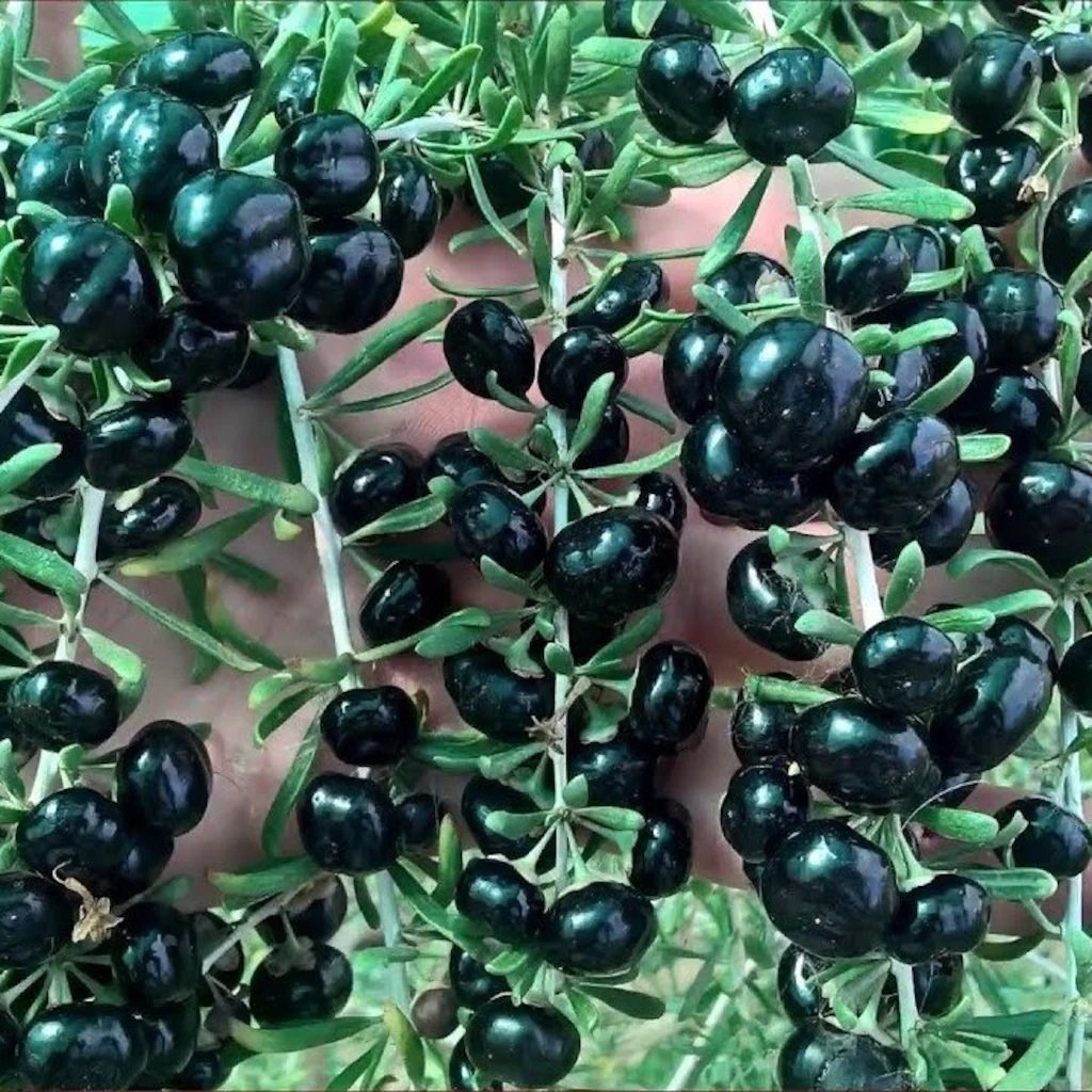 Nadir Siyah Goji Berry Fidanı Seneye Meyve Verir  Durumunda