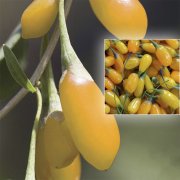 Amber Sweet Altuni Sarı Goji Berry Tohumu (10 tohum)