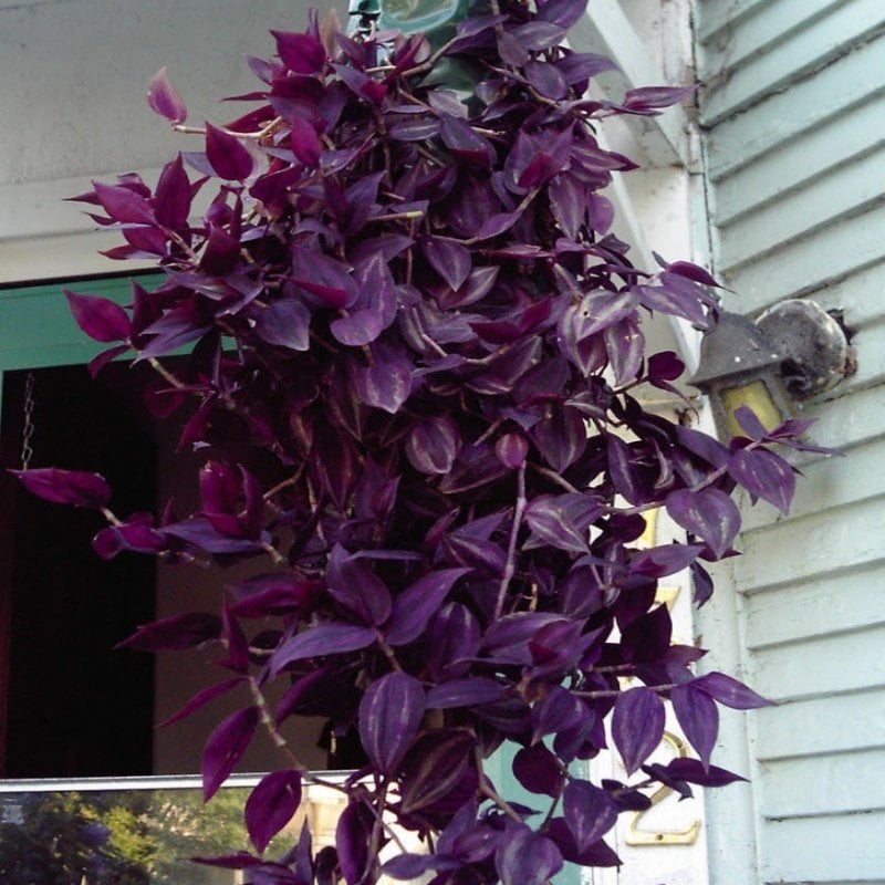 Alacalı Yapraklı Tradescantia Zebrina Purple Wonder Telgraf Çiçeği Fidesi (5 adet)