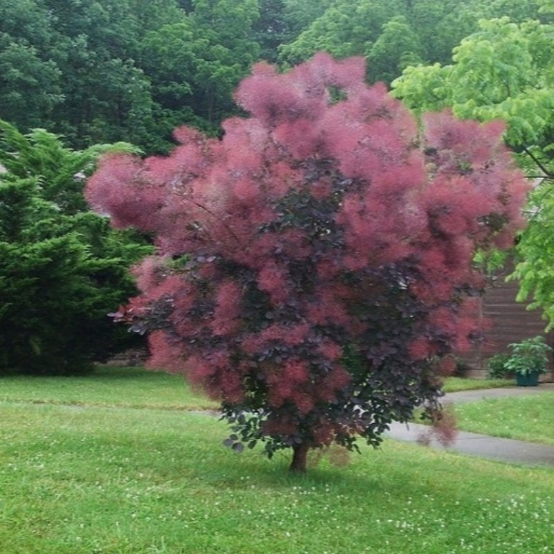 Pink Smoke Tree Ağacı Tohumu(5 tohum)