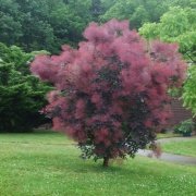 Pink Smoke Tree Ağacı Tohumu(5 tohum)