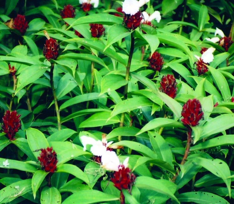 COSTUS speciosus Çiçeği Tohumu(5 tohum)