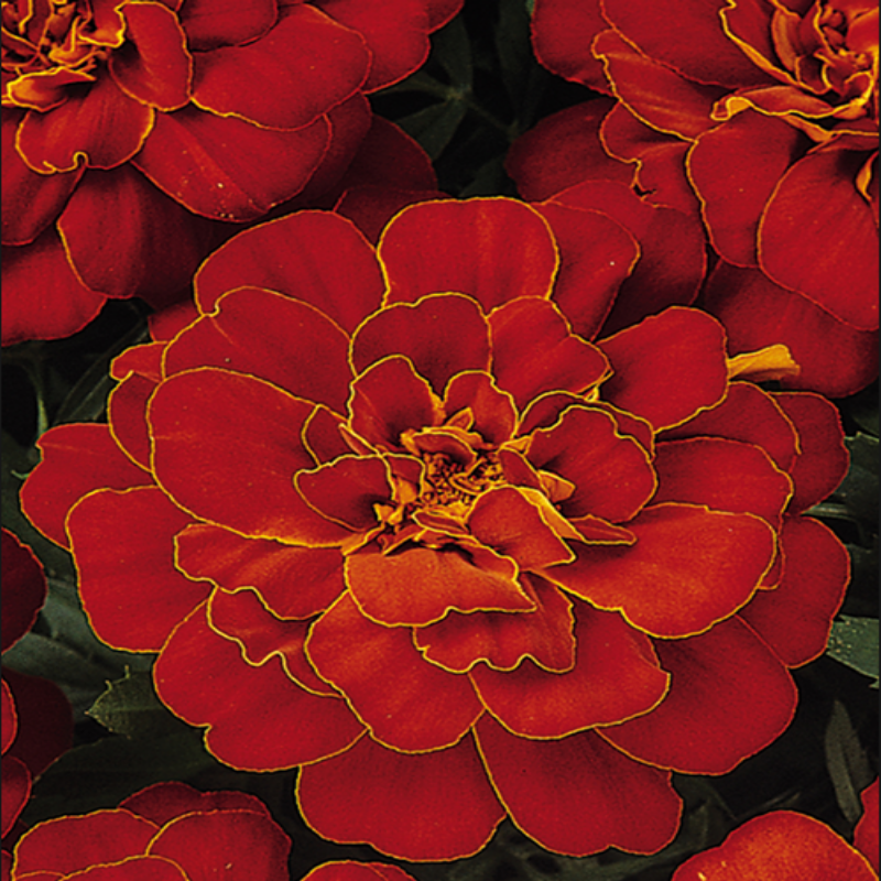 Solena Red Kadife Çiçeği Fidesi (5 adet)