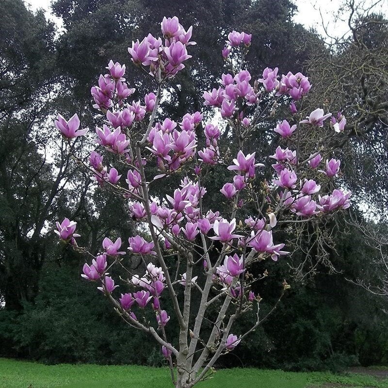 Tüplü Nadir Bulunan Mor Çiçekli Manolya (Magnolia) Fidanı