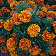Solena Flame Kadife Çiçeği Fidesi (5 adet)