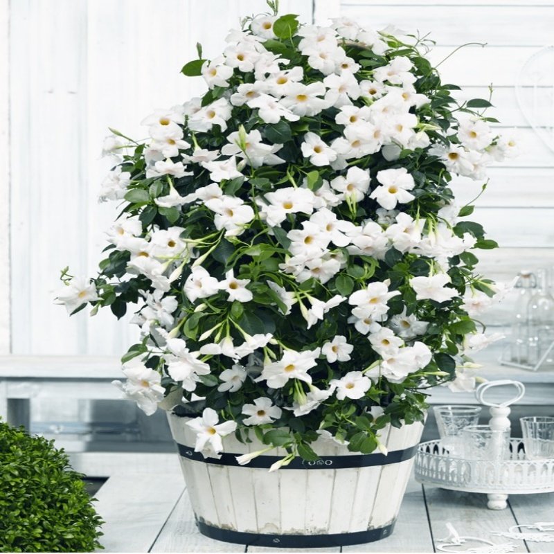 Tüplü Beyaz Çiçekli Mandevilla Çiçeği Fidanı (60-100 cm)