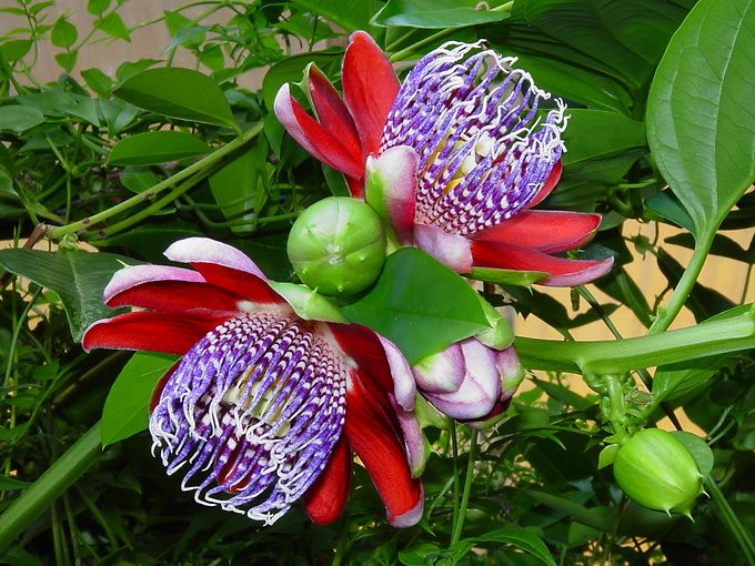 Passiflora Alata Çiçeği Tohumu (5 adet)