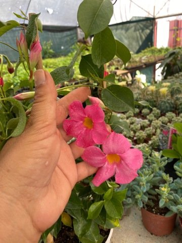 Tüpü  Pembe Çiçekli Mandevilla Çiçeği Fidanı (60-100 cm)
