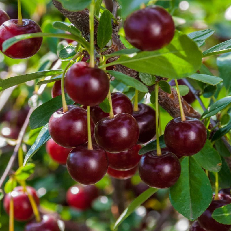 Tüplü Saksılık Tam Bodur Carmine Jewel Vişne Fidanı