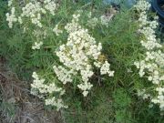 Mountain Mint Çiçeği Tohumu(100 tohum)