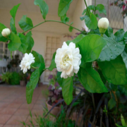 Kokulu Katmerli Full Yasemin Çiçeği Fidanı (5 adet)