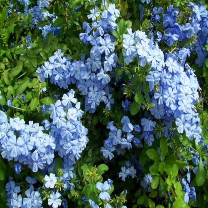 Mavi Çiçekli Yasemin Fidanı(50-100 cm) (5 adet)