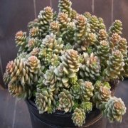 Sedum Little Gem Sukulent Nadir Tür Sınırlı Üretim