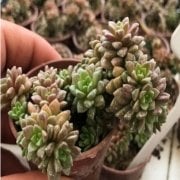 Sedum Little Gem Sukulent Nadir Tür Sınırlı Üretim