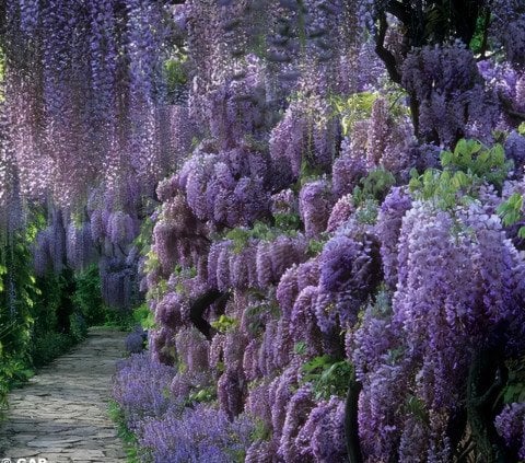 Tüplü Yoğun Kokulu Wisteria Sinensis Mor Salkım Fidanı (30-50 CM) 10 adet