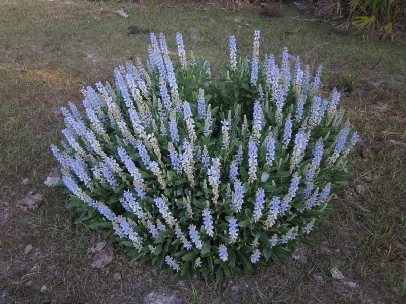 Blue Sky Lupin Acı Bakla Çiçeği(30 tohum)
