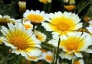 Sarı Beyaz Papatya Çiçeği Tohumu(100 adet)