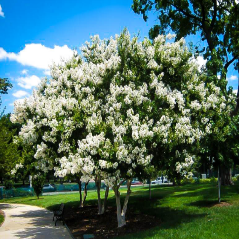 Lagerstromia İndica Beyaz Renkli Oya Ağacı Fidanı (80-120 cm)