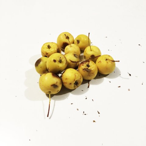 Tüplü Geycek Dağ Elması Geyik Elması Fidanı (60-100 cm)